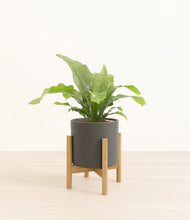 Load image into Gallery viewer, Dark Olive stand:bamboo