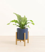 Load image into Gallery viewer, Deep Navy stand:bamboo
