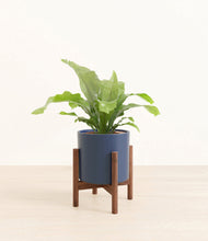 Load image into Gallery viewer, Deep Navy stand:walnut