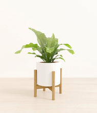 Load image into Gallery viewer, White stand:bamboo