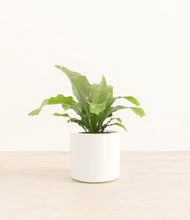 Load image into Gallery viewer, White*****Profile