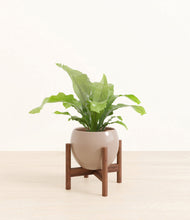 Load image into Gallery viewer, Desert Brown stand:walnut