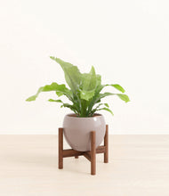 Load image into Gallery viewer, Winter Clouds stand:walnut