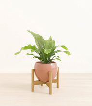 Load image into Gallery viewer, Calm Rose stand:bamboo