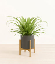 Load image into Gallery viewer, Dark Olive stand:bamboo