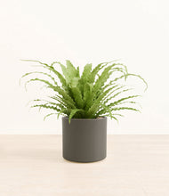 Load image into Gallery viewer, Dark Olive*****Profile