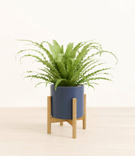 Load image into Gallery viewer, Deep Navy stand:bamboo