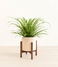 Load image into Gallery viewer, Cream stand:walnut