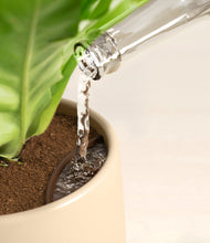 Load image into Gallery viewer, Woodland