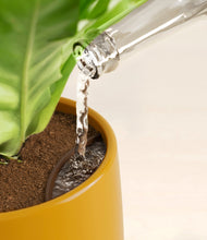 Load image into Gallery viewer, Mustard stand:all