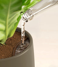 Load image into Gallery viewer, Olive stand:all