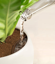 Load image into Gallery viewer, Frosted Dawn