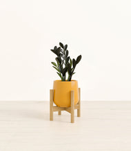 Load image into Gallery viewer, Mustard stand:bamboo