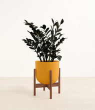 Load image into Gallery viewer, Sunset Orange stand:walnut