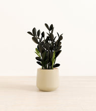 Load image into Gallery viewer, Almond Green*****Profile