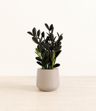 Load image into Gallery viewer, Eternal Gray*****Profile