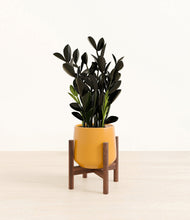 Load image into Gallery viewer, Mustard stand:walnut