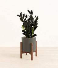 Load image into Gallery viewer, Dark Olive stand:walnut