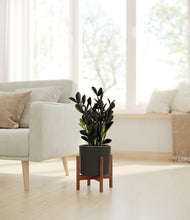 Load image into Gallery viewer, Black stand:walnut