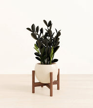 Load image into Gallery viewer, Shiny EggWhite stand:walnut