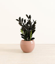 Load image into Gallery viewer, Calm Rose*****Profile