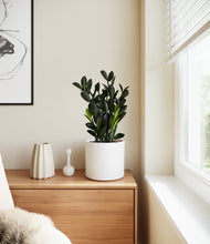 Load image into Gallery viewer, White stand:all