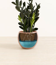 Load image into Gallery viewer, Calm Rose