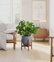 Load image into Gallery viewer, Iron Gray stand:walnut