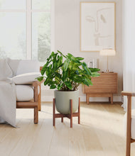 Load image into Gallery viewer, Sage Green stand:walnut