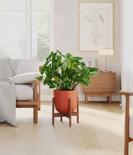 Load image into Gallery viewer, Earth Red stand:walnut