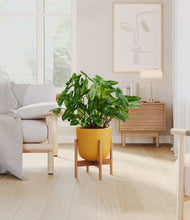 Load image into Gallery viewer, Sunset Orange stand:bamboo