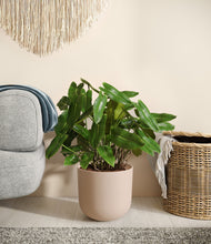 Load image into Gallery viewer, Sandy Pink