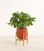 Load image into Gallery viewer, Earth Red stand:bamboo