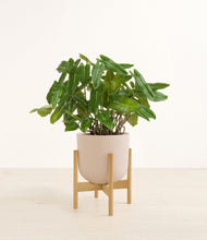 Load image into Gallery viewer, Sandy Pink stand:bamboo