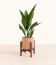 Load image into Gallery viewer, Calm Rose stand:walnut