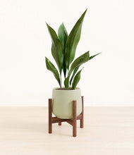 Load image into Gallery viewer, Turquoise stand:walnut