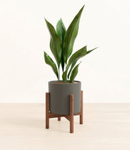 Load image into Gallery viewer, Dark Olive stand:walnut