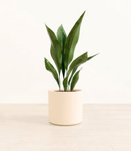 Load image into Gallery viewer, Cream*****Profile