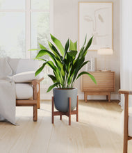 Load image into Gallery viewer, Iron Gray stand:walnut