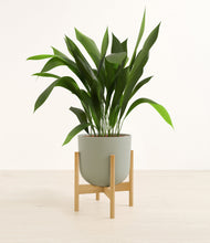 Load image into Gallery viewer, Sage Green stand:bamboo