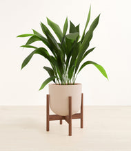 Load image into Gallery viewer, Sandy Pink stand:walnut