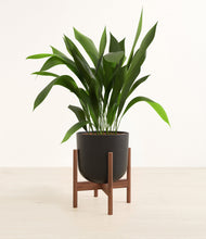 Load image into Gallery viewer, Stone Black stand:walnut