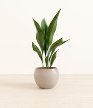 Load image into Gallery viewer, Desert Brown*****Profile