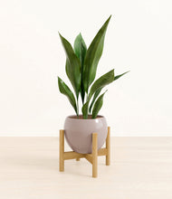 Load image into Gallery viewer, Winter Clouds stand:bamboo