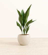 Load image into Gallery viewer, Shiny EggWhite*****Profile