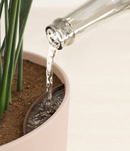 Load image into Gallery viewer, Sandy Pink stand:all