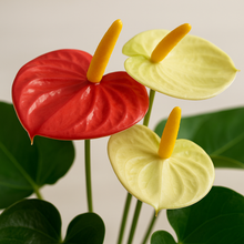 Load image into Gallery viewer, ALL