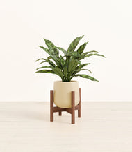 Load image into Gallery viewer, Almond Green stand:walnut