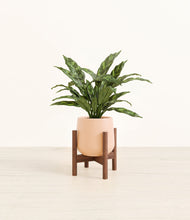 Load image into Gallery viewer, Gentle Pink stand:walnut