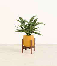 Load image into Gallery viewer, Mustard stand:walnut